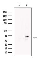 ESD Antibody in Western Blot (WB)