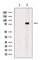 ESRP1 Antibody in Western Blot (WB)