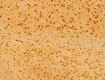 FARSB Antibody in Immunohistochemistry (Paraffin) (IHC (P))