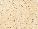 FARSB Antibody in Immunohistochemistry (Paraffin) (IHC (P))