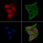 FBXO7 Antibody in Immunocytochemistry (ICC/IF)