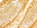 FBXO7 Antibody in Immunohistochemistry (Paraffin) (IHC (P))