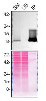 FCER1G Antibody in Immunoprecipitation (IP)