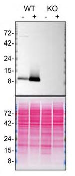 FCER1G Antibody