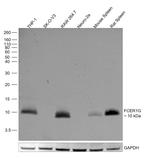 FCER1G Antibody