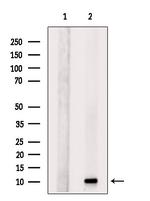 FCER1G Antibody in Western Blot (WB)