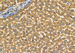 Fibrinogen Antibody in Immunohistochemistry (Paraffin) (IHC (P))