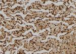 FGF2 Antibody in Immunohistochemistry (Paraffin) (IHC (P))