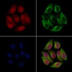 FHL1 Antibody in Immunocytochemistry (ICC/IF)