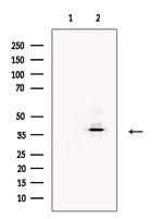 FHL1 Antibody in Western Blot (WB)