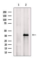 FHL1 Antibody in Western Blot (WB)