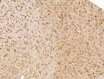 FKBP3 Antibody in Immunohistochemistry (Paraffin) (IHC (P))