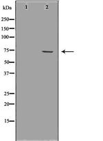 FMRP Antibody in Western Blot (WB)