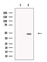 FOXF2 Antibody in Western Blot (WB)