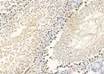 FOXG1 Antibody in Immunohistochemistry (Paraffin) (IHC (P))