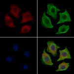 FRS2 Antibody in Immunocytochemistry (ICC/IF)