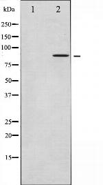 FRS2 Antibody in Western Blot (WB)