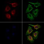 FZD9 Antibody in Immunocytochemistry (ICC/IF)