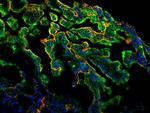 FZD9 Antibody in Immunocytochemistry (ICC/IF)