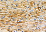 FZD9 Antibody in Immunohistochemistry (Paraffin) (IHC (P))