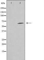 FZD9 Antibody in Western Blot (WB)