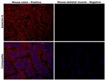 Galectin 9 Antibody in Immunohistochemistry (Paraffin) (IHC (P))