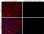 Galectin 9 Antibody