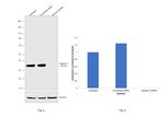 Galectin 9 Antibody in Western Blot (WB)