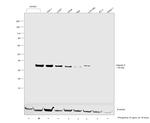 Galectin 9 Antibody in Western Blot (WB)