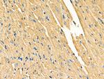 Galectin 9 Antibody in Immunohistochemistry (Paraffin) (IHC (P))