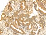 GCHFR Antibody in Immunohistochemistry (Paraffin) (IHC (P))