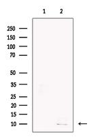 GCHFR Antibody in Western Blot (WB)