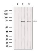 GCKR Antibody in Western Blot (WB)