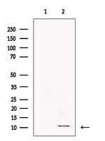 CXCL6 Antibody in Western Blot (WB)