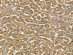 MSTN Antibody in Immunohistochemistry (Paraffin) (IHC (P))