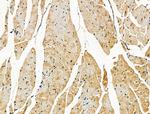 MSTN Antibody in Immunohistochemistry (Paraffin) (IHC (P))