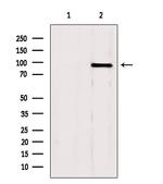 Gelsolin Antibody in Western Blot (WB)