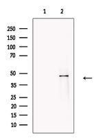 GFI1 Antibody in Western Blot (WB)