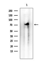 CRG-L2 Antibody in Western Blot (WB)