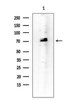 CRG-L2 Antibody in Western Blot (WB)