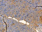 GLS2 Antibody in Immunohistochemistry (Paraffin) (IHC (P))