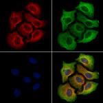 SLC2A12 Antibody in Immunocytochemistry (ICC/IF)