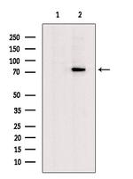 Glutaminase Antibody in Western Blot (WB)