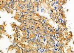 GNAS Antibody in Immunohistochemistry (Paraffin) (IHC (P))