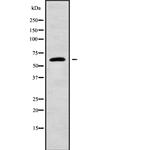 Nucleostemin Antibody in Western Blot (WB)