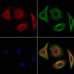 GOLGA1 Antibody in Immunocytochemistry (ICC/IF)