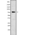 GPSM2 Antibody in Western Blot (WB)