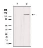 GRID2 Antibody in Western Blot (WB)