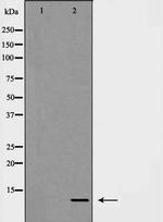 CXCL1 Antibody in Western Blot (WB)