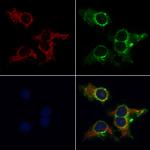 HSPA9 Antibody in Immunocytochemistry (ICC/IF)